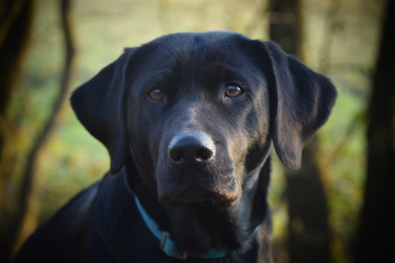 dog, canine, pet, domestic, animal, labrador, hund