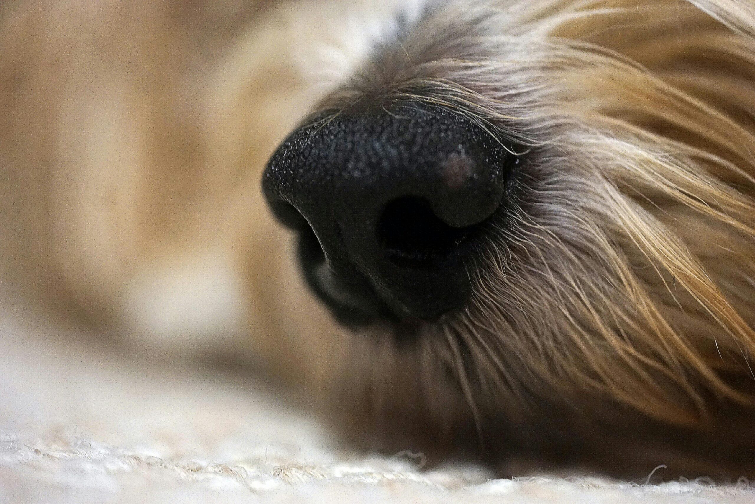 Detailed close-up of a dog's black nose surrounded by soft fur, showcasing texture and detail.