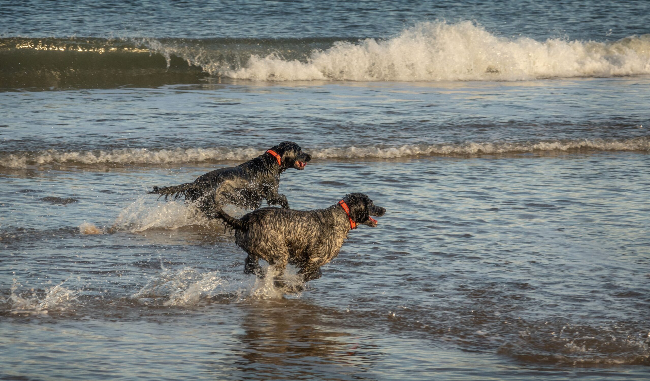 Two dogs with collars running and playing in ocean waves at a sunny beach.