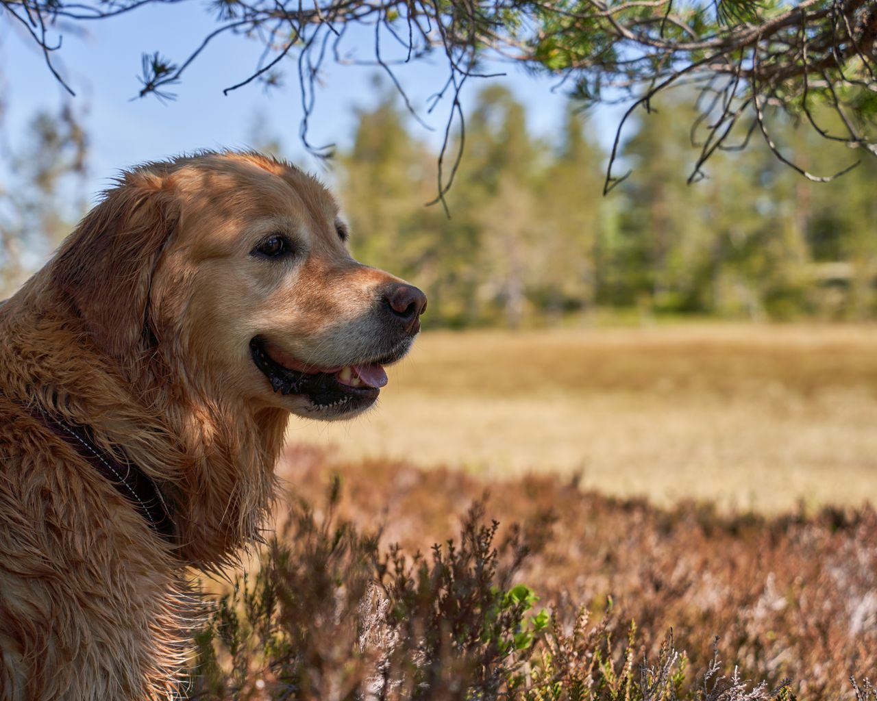 A happy golden retriever enjoying a sunny day in the scenic wilderness of Krøderen, Norway.